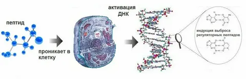 Пептиды: виды и механизм действия